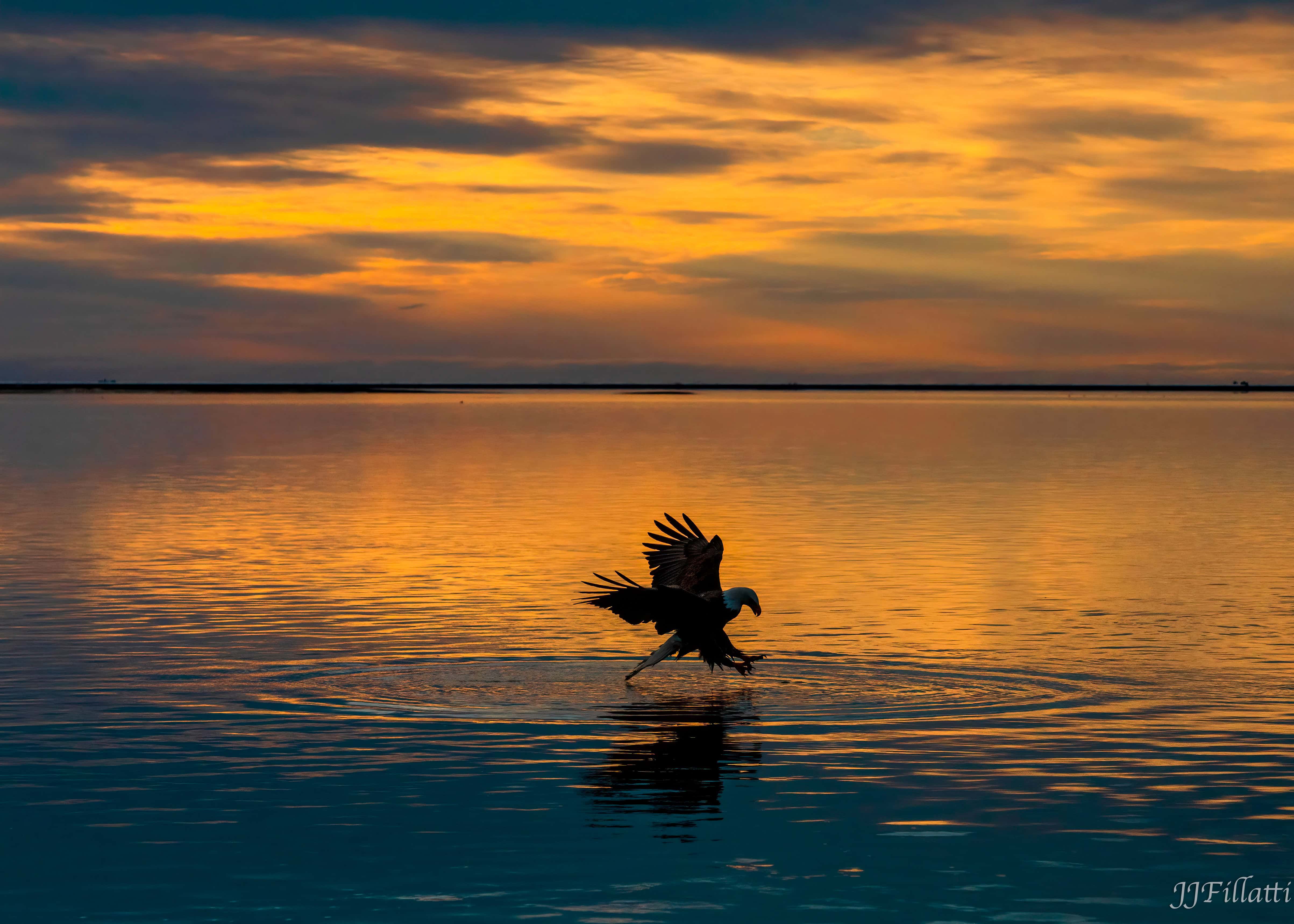 bird of homer alaska image 16